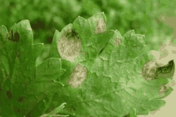 防治芹菜蚜虫的方法有哪些(防治芹菜蚜虫的方法)